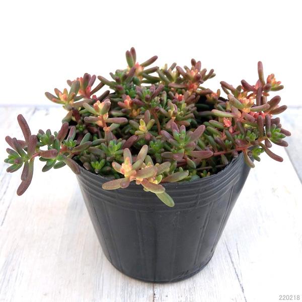 開催中 観葉植物 セダム べッラデインフェルノ3号ポット Wantannas Go Id