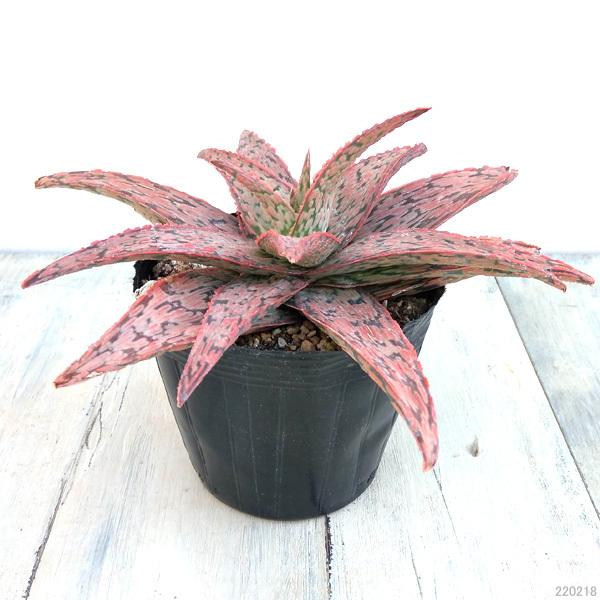 沸騰ブラドン 観葉植物 アロエ ピンクブラッシュ3 5号鉢植え Wantannas Go Id