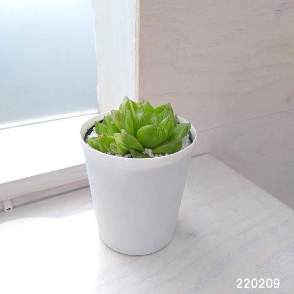 新着商品 観葉植物 ハオルチア 京の華錦 3 5号