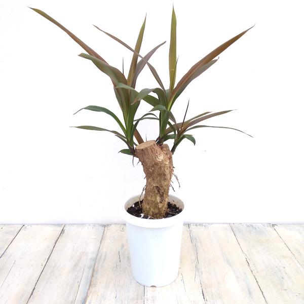 観葉植物 コルジリネ：ストリクタ 想像を超えての 4鉢植え 一番の贈り物