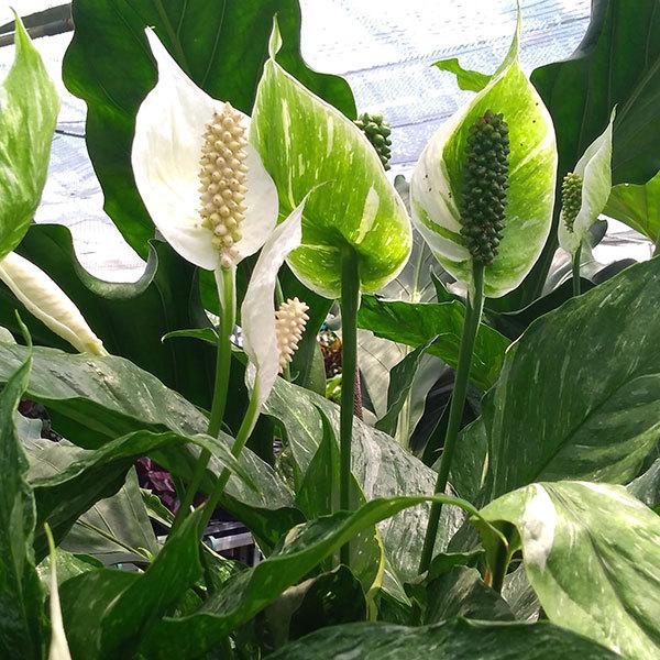 65 Off 送料無料 観葉植物 スパティフィラム ダイヤモンド スパティフィラム斑入り 7号