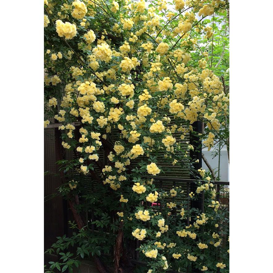 バラの苗 モッコウバラ 黄花八重咲き3 3 5号ポット 1938 園芸ネット 通販 Yahoo ショッピング