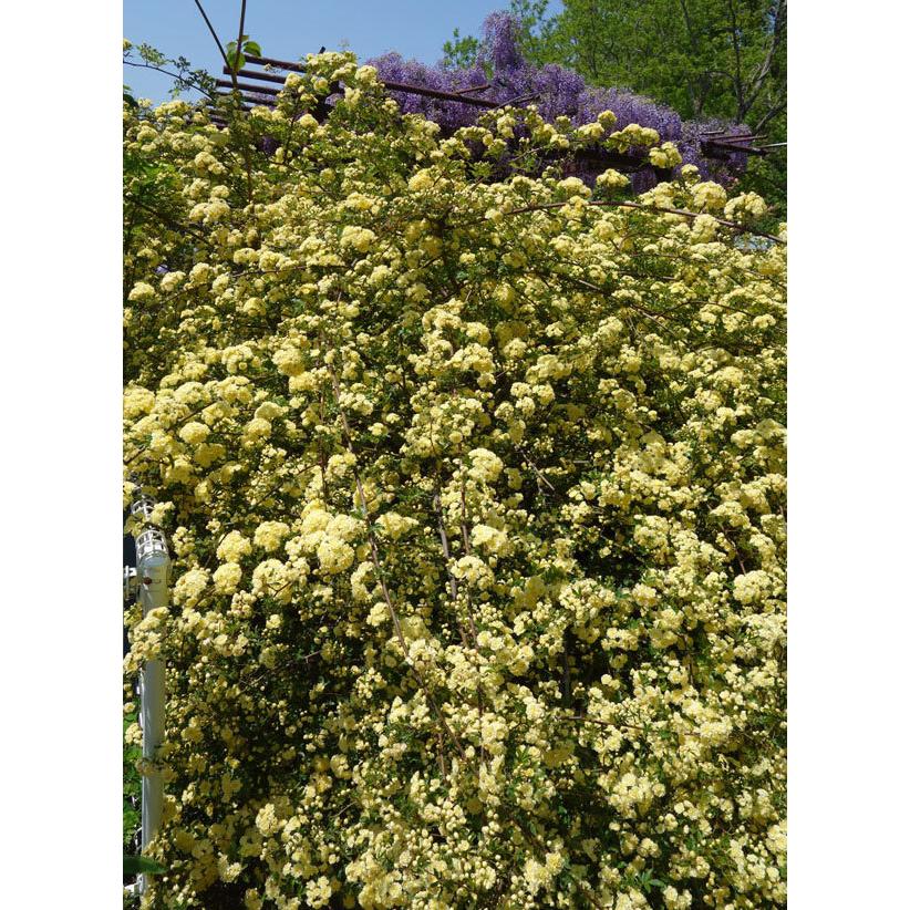 バラの苗 モッコウバラ 黄花八重咲き3 3 5号ポット 1938 園芸ネット 通販 Yahoo ショッピング