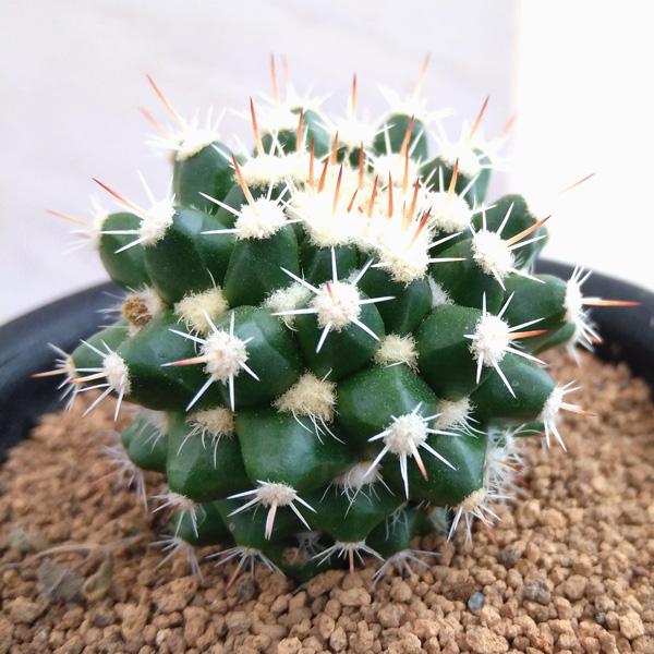 観葉植物 レアサボテン マミラリア エイクラミー 3号ポット Alaw No
