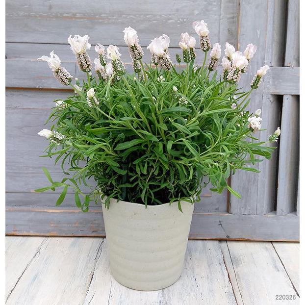 安心と信頼 わけあり特価 フレンチラベンダー ストエカス系 ラベラ ピュアホワイト5号鉢植え Wantannas Go Id