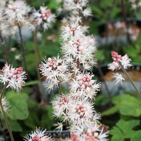 お買得 草花の苗 ティアレラ スプリングシンフォニー3 5号ポット