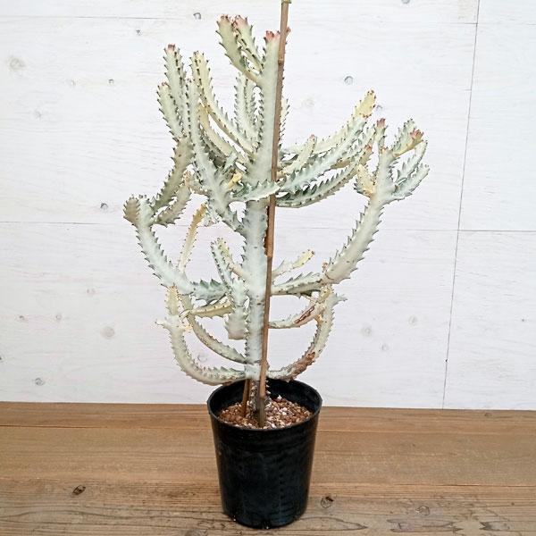 オンラインストア最激安 観葉植物 ユーフォルビア ホワイトゴースト 7号 激安アウトレット通販 Ssl Daikyogo Or Jp