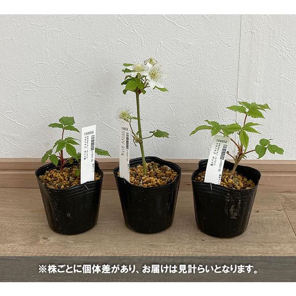 超特価sale開催 果樹の苗 日本の木いちご キイチゴ クサイチゴ3号ポット Whitesforracialequity Org