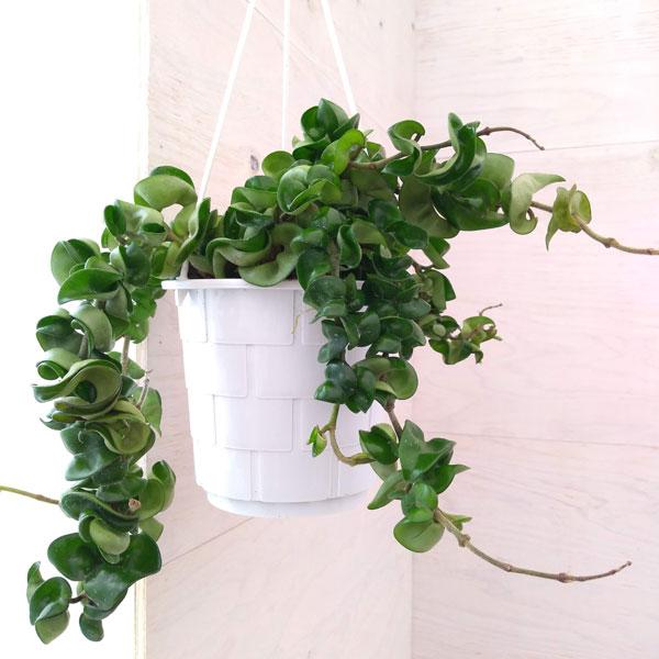 観葉植物：ホヤ カルノーサ コンパクタ*5号 吊り鉢
