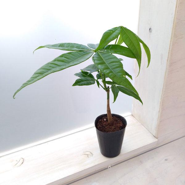 58 以上節約 観葉植物 パキラ 実生苗 2 5号
