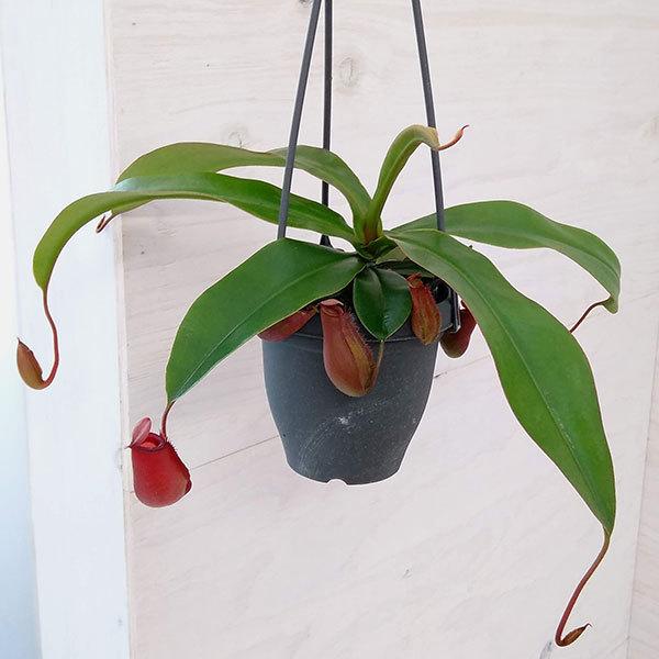 観葉植物 食虫植物：ネペンテス 3.5号吊り鉢 セール ダークレッド 最も信頼できる