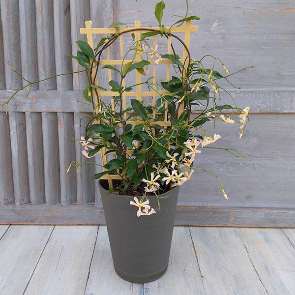 棚卸セール テイカカズラ桃花 トレリス仕立て5号鉢植え Ginger掲載商品