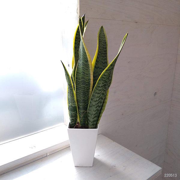 円高還元 4号白角鉢 ローレンティ 観葉植物 サンスベリア サンセベリア 観葉植物