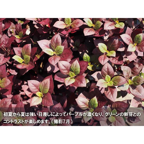 決算特価商品 草花の苗 アルテルナンテラ リトルロマンス3号ポット 6株セット Saigonflavor Us