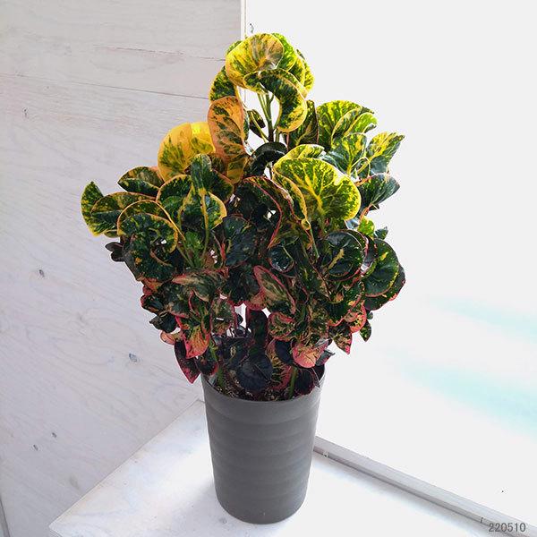 観葉植物 クロトン ひらり 6号 園芸ネット 通販 Yahoo ショッピング