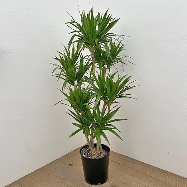 観葉植物 ドラセナ ナビ― 7号ポット | 