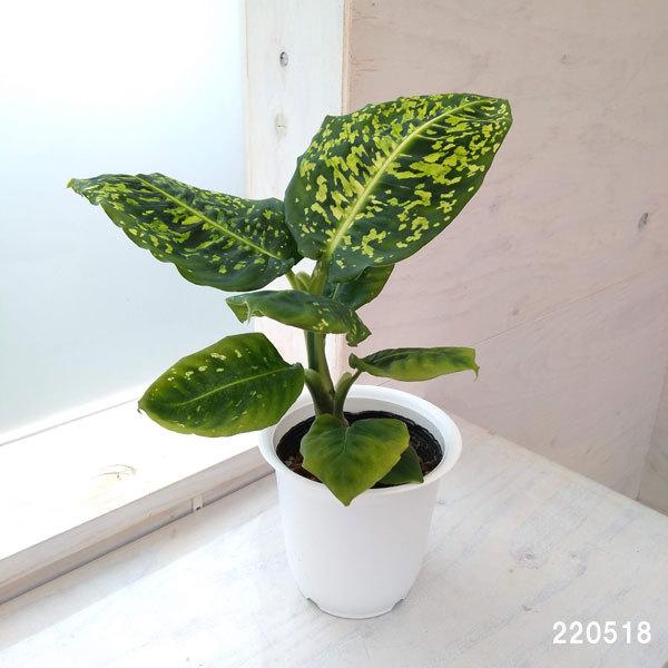 新商品 観葉植物 ディフェンバキア デフェンバキア :リフレクター 4号 acu.education 新商品 観葉植物 ディフェンバキア デフェンバキア :リフレクター 4号 acu.education