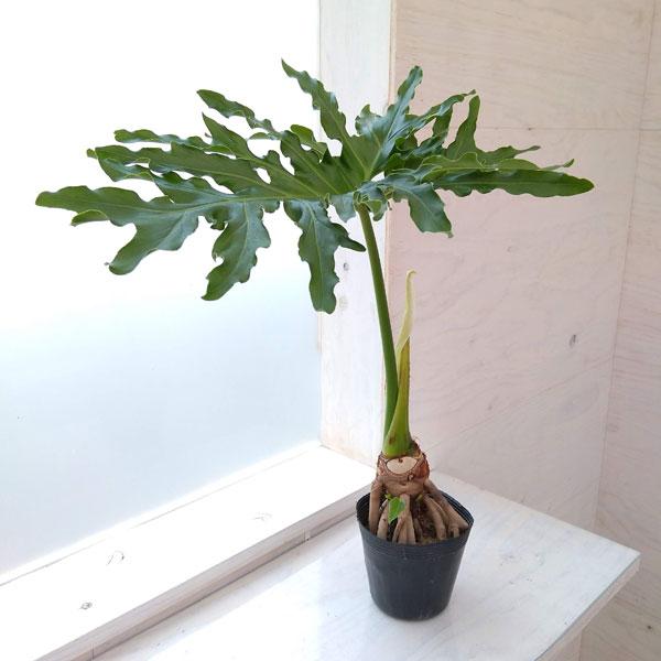 観葉植物 フィロデンドロン セローム根上がり石付き2号