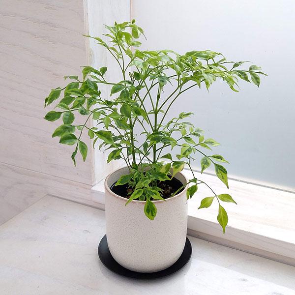 国内最安値 観葉植物 ギフトに ステレオスペルマム レモンライム陶器鉢入り ミヤビポット