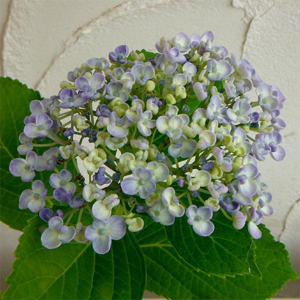 Ginger掲載商品 花木 庭木の苗 アジサイ ウズアジサイ3 3 5号ポット