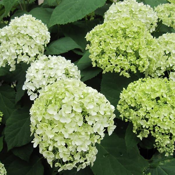 花木 庭木の苗 アジサイ（アメリカ） アナベル4〜5号ポット | 