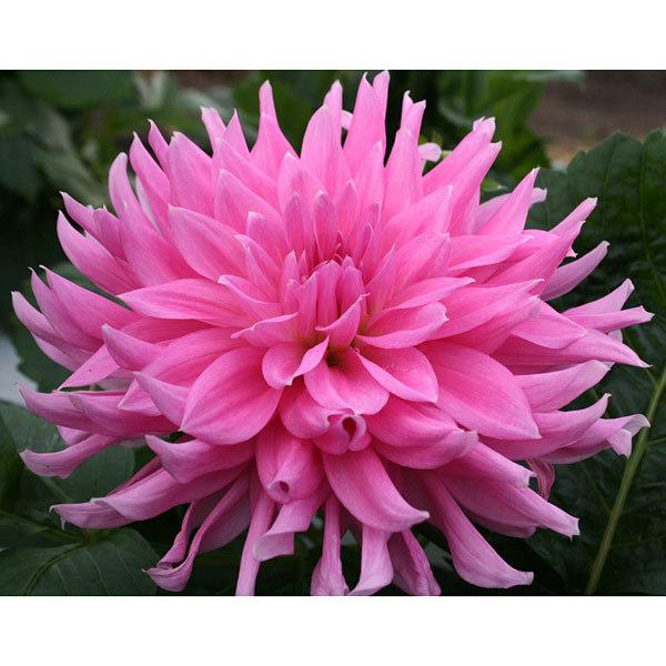 13周年記念イベントが ダリア 大輪咲 マジックピンク6号鉢植え 鉢花