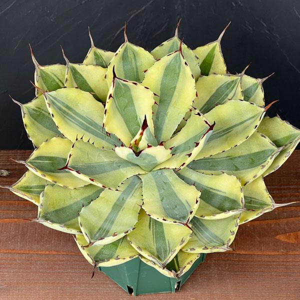 観葉植物 アガベ スーパークラウン 6号鉢植え22-02 : 園芸ネット