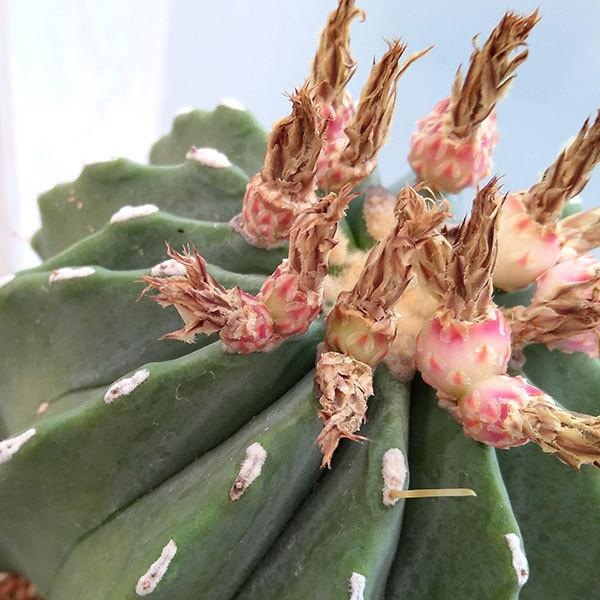 観葉植物 サボテン 王冠竜 5号 園芸ネット 通販 Yahoo ショッピング