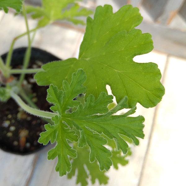 ハーブの苗 香りを楽しむセンテッドゼラニウム ブルボン3号ポット 園芸ネット 通販 Yahoo ショッピング