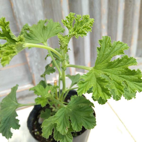 超人気高品質 ハーブの苗 香りを楽しむセンテッドゼラニウム フレンシャムレモン3号ポット