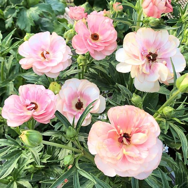 草花の苗 ラナンキュラス ラックス ヘレン3.5-4号ポット | 