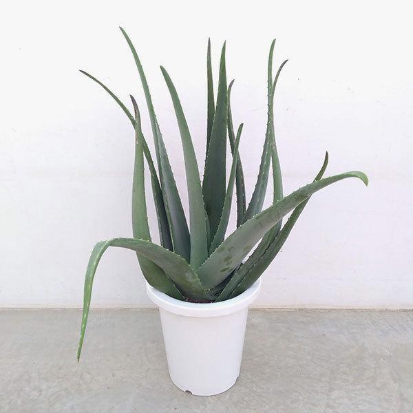 大特価 観葉植物 アロエ ベラ大株8号鉢植え