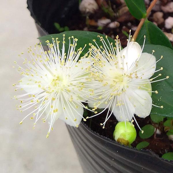 完成品 花木 庭木の苗 マートル ギンバイカ 銀梅花 緑葉6号ポット