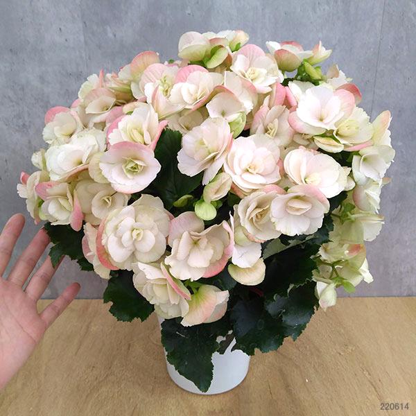 現金特価 リーガースベゴニア ビノスホワイト5号鉢植え Rmladv Com Br