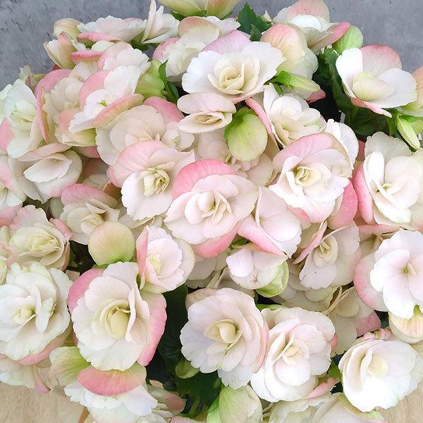 現金特価 リーガースベゴニア ビノスホワイト5号鉢植え Rmladv Com Br