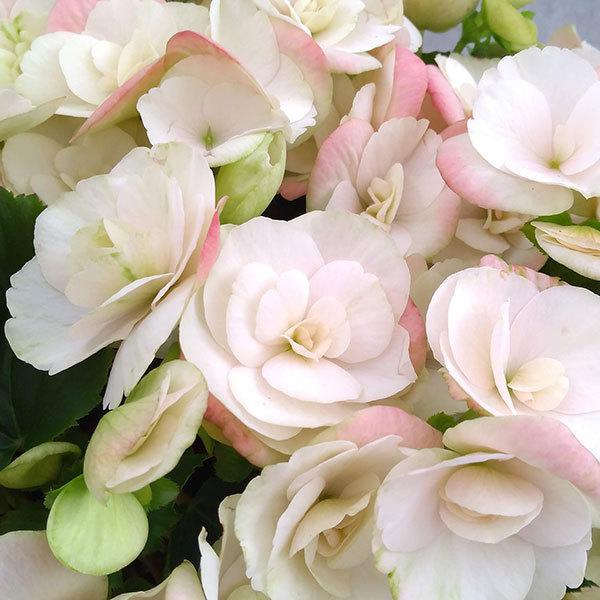 現金特価 リーガースベゴニア ビノスホワイト5号鉢植え Rmladv Com Br