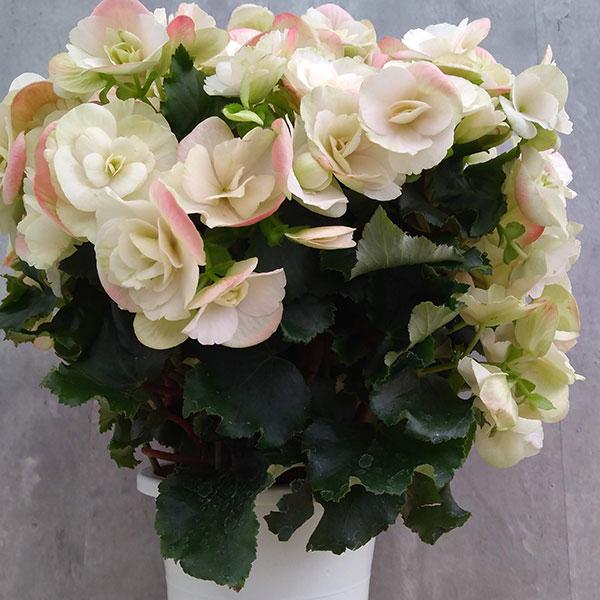 現金特価 リーガースベゴニア ビノスホワイト5号鉢植え Rmladv Com Br