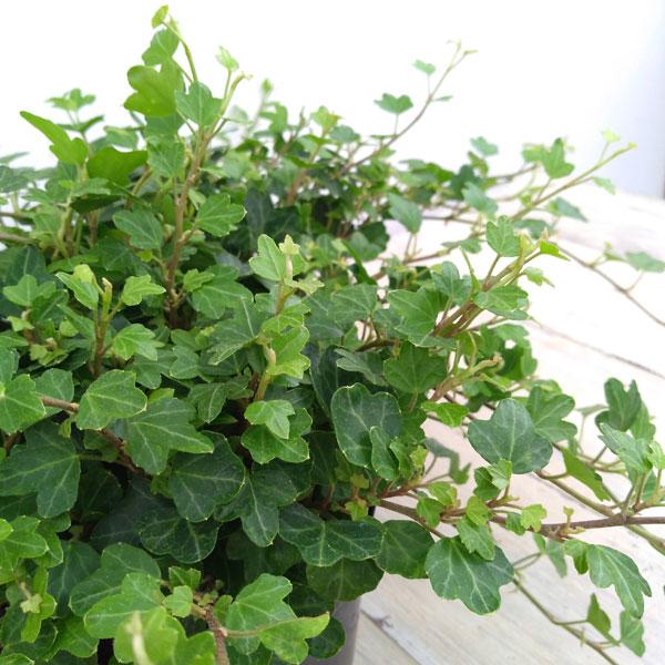 今月限定 特別大特価 草花の苗 ヘデラ アイビー ヘリックス ダックフット3 5号ポット Whitesforracialequity Org