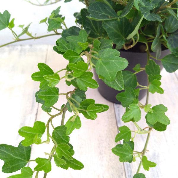 今月限定 特別大特価 草花の苗 ヘデラ アイビー ヘリックス ダックフット3 5号ポット Whitesforracialequity Org