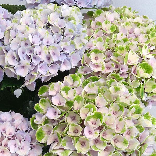 海外限定 アジサイ ハイドランジア マジカルレボリューション5号鉢植え Aynaelda Com