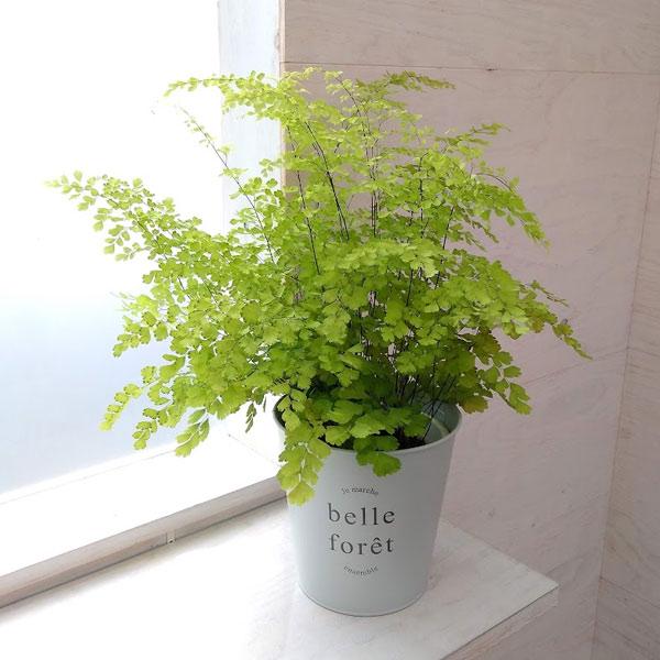 観葉植物 ギフトに アジアンタム フラグランス5号鉢植え ロングペールブリキミント鉢カバー入り 園芸ネット 通販 Yahoo ショッピング