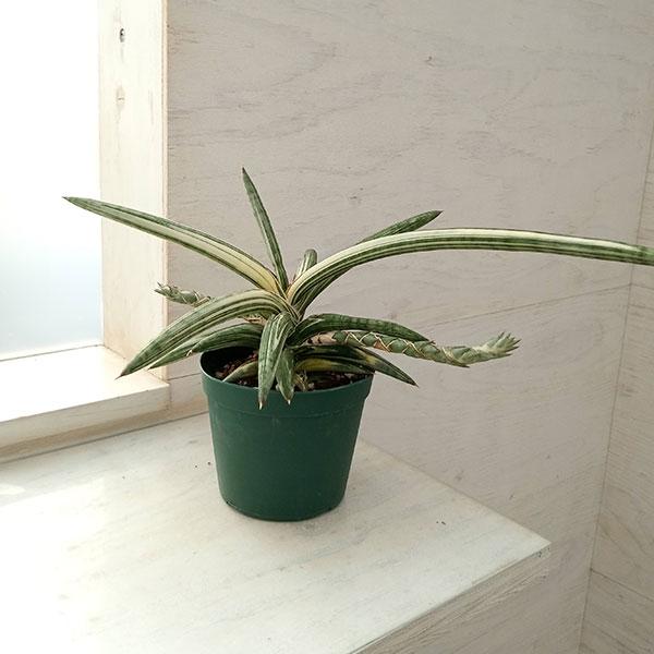 うのにもお得な情報満載!観葉植物 サンスベリア 観葉植物 TenWaterloo 人工大麻植物 鉢植え植物 高さ36インチ 偽マリファナ 鉢植え装飾植物