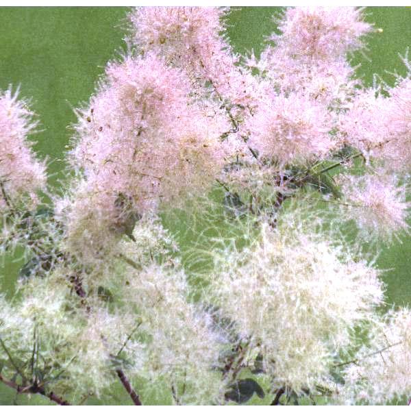 スモークツリー苗　苗木［スノーパフ］3号　17 スモークツリー苗 苗木［スノーパフ］3号 17