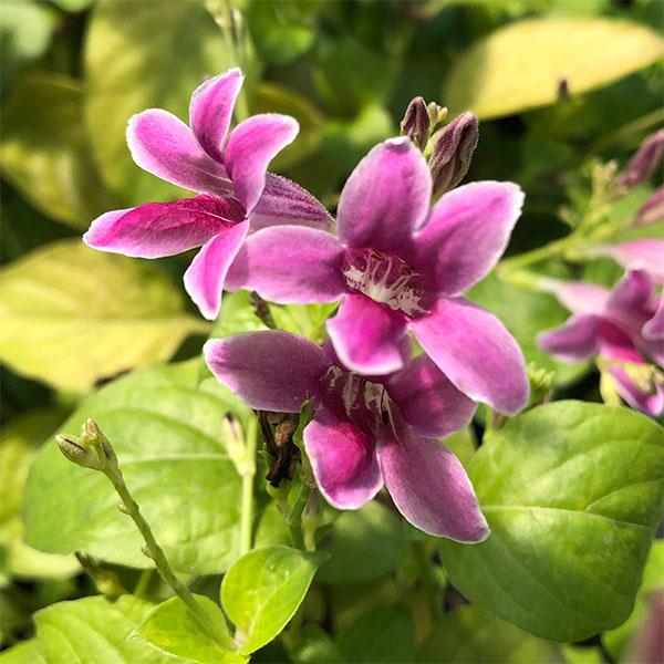 アシスタシア・ローズ４号鉢植え | 