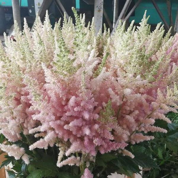 草花の苗 アスチルベ ビジョンインフェルノ3.5号ポット