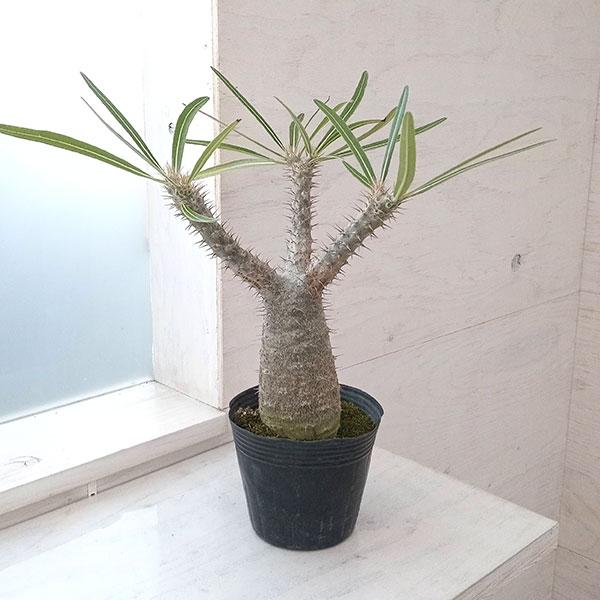 観葉植物 パキポディウム グラキリス4号（国内実生株） 22-03 : 園芸