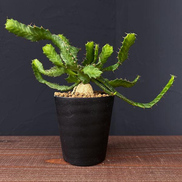観葉植物 ユーフォルビア ステラータ(飛竜) 3号鉢植え ザ・ファーム 