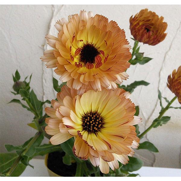 草花の苗 カレンデュラ コーヒークリーム3.5号ポット | 