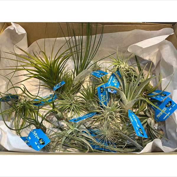 観葉植物 チランジア（エアプランツ）Mサイズ アソート 20株セット
