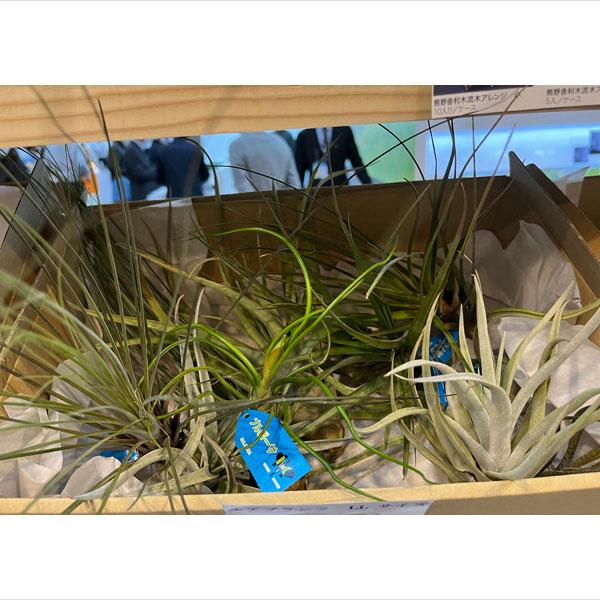 観葉植物 チランジア（エアプランツ）LLサイズ アソート 10株セット